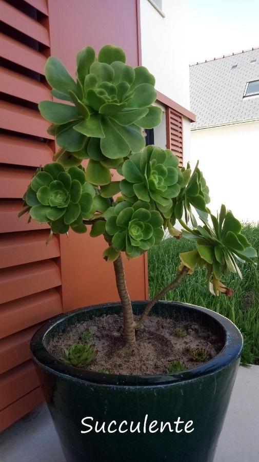 Epiphytes Et Succulentes Apartamento Paimpol Exterior foto